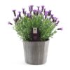 Lavandula St. ‚Anouk’® Collection P19 In Wood – Ø21cm – ↕45cm