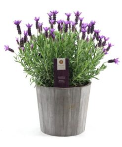 Lavandula St. ‚Anouk’® Collection P19 In Wood – Ø21cm – ↕45cm