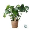 Monstera In Natural Basket – Ø21cm – ↕60cm