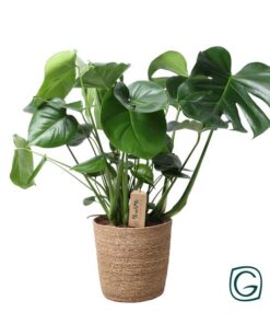 Monstera In Natural Basket – Ø21cm – ↕60cm