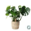 Monstera In Basket Palmleaf – Ø21cm – ↕60cm