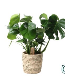 Monstera In Basket Palmleaf – Ø21cm – ↕60cm