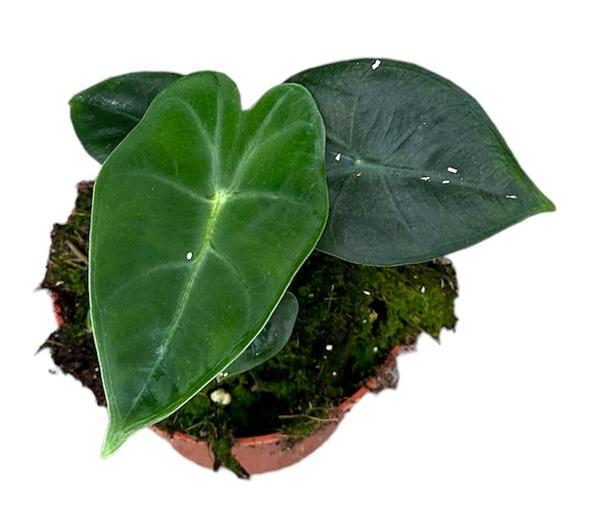 Alocasia Frydek – 1 Stück – Ø 10,5 cm – ↕15 cm