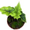 Alocasia Jacklyn – 1 Stück – Ø 10,5 cm – ↕15 cm