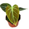Philodendron El Choco Red – Ø10,5cm – ↕15cm