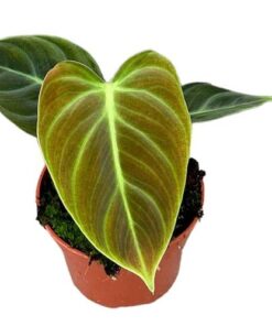 Philodendron El Choco Red – Ø10,5cm – ↕15cm