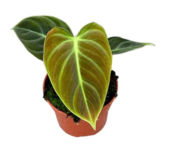 Philodendron El Choco Red – Ø10,5cm – ↕15cm