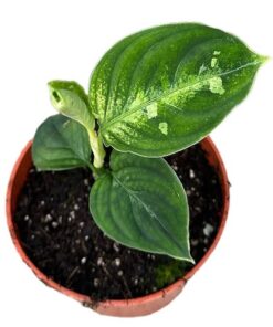 Aglaonema Pictum Bicolor – Ø10,5cm – ↕15cm