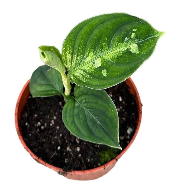 Aglaonema Pictum Bicolor – Ø10,5cm – ↕15cm