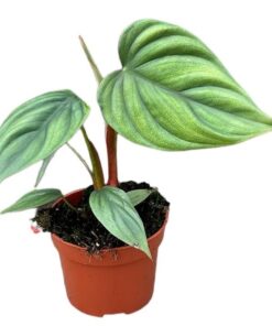 Philodendron Sp Colombia – Ø10,5cm – ↕15cm