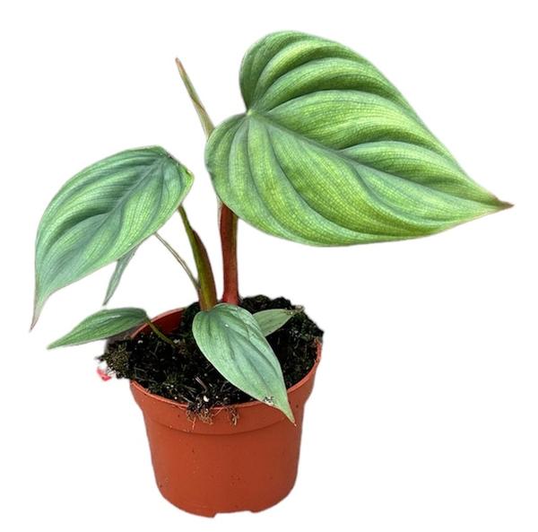 Philodendron Sp Colombia – Ø10,5cm – ↕15cm