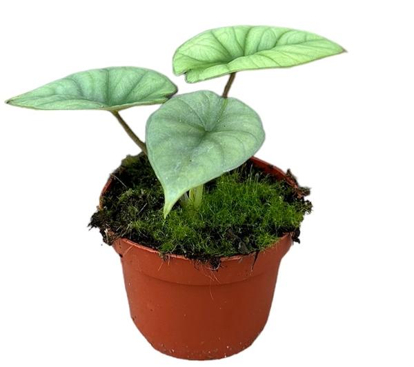 Alocasia Platinum – Ø10,5cm – ↕15cm