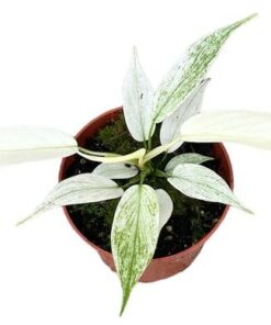 Philodendron Florida Ghost – Ø10,5cm – ↕15cm