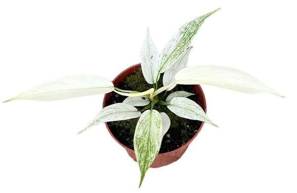 Philodendron Florida Ghost – Ø10,5cm – ↕15cm