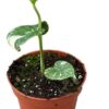 Monstera Deliciosa Thai Constellation – Ø10,5cm – ↕15cm