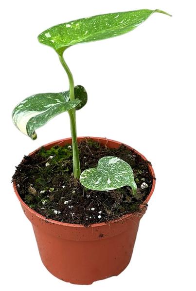 Monstera Deliciosa Thai Constellation – Ø10,5cm – ↕15cm