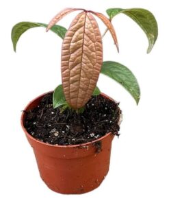 Anthurium Arisaemoides – Ø 10,5 cm – ↕15 cm