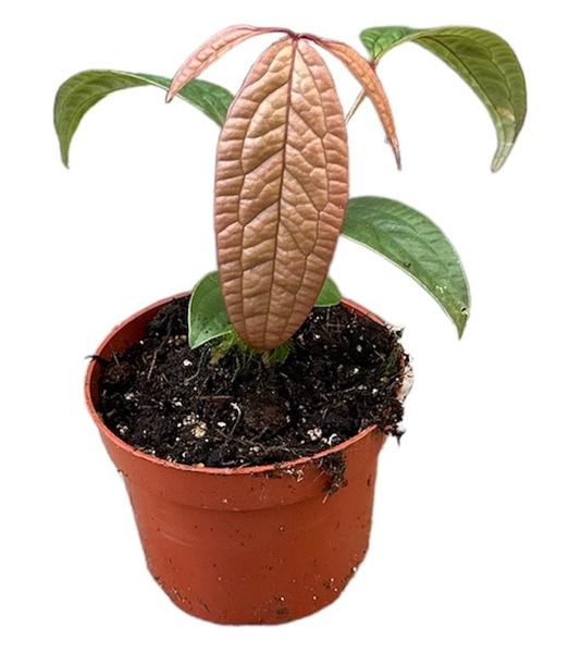 Anthurium Arisaemoides – Ø 10,5 cm – ↕15 cm