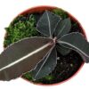Labisia Pumila – Ø10,5cm – ↕15cm