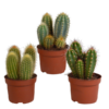 Cereus-Mischung 10,5 cm – 3x – ohne Topf