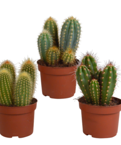 Cereus-Mischung 10,5 cm – 3x – ohne Topf