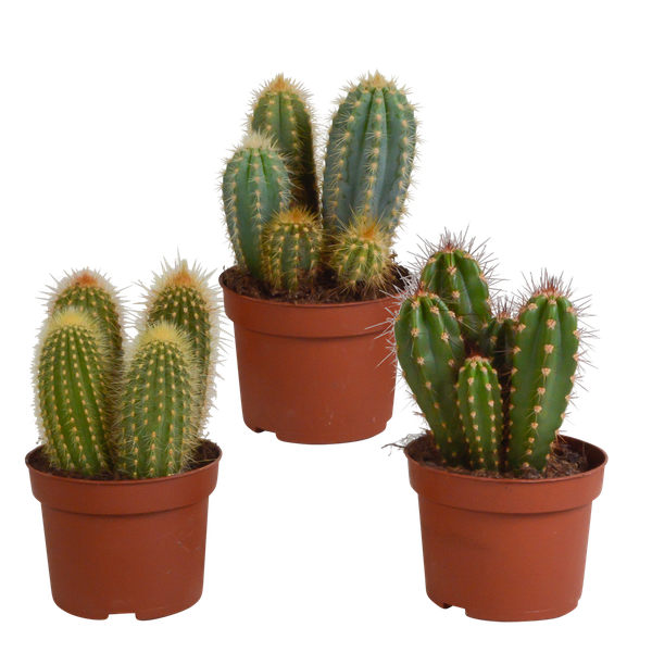 Cereus-Mischung 10,5 cm – 3x – ohne Topf