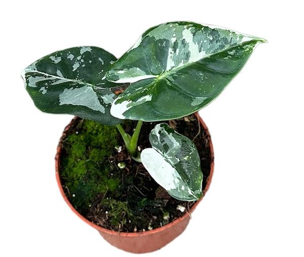 Alocasia Micholitziana Frydek – Ø10,5cm – ↕15cm