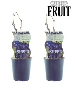 Vitis Boskoop Glory (Blaue Traube) – 2 Stücke – Ø12cm – ↕30cm