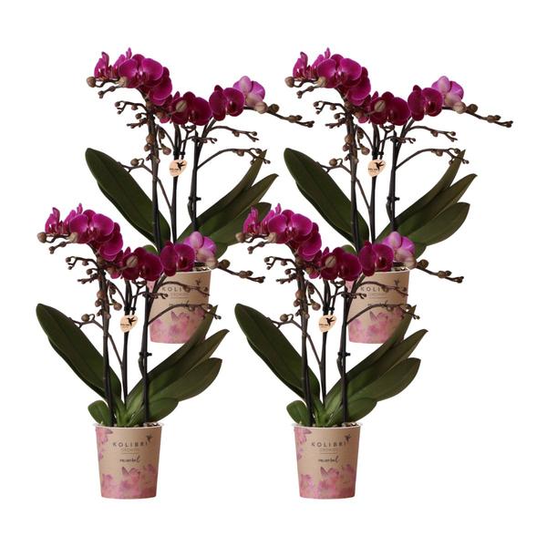 Kolibri Orchids | COMBI DEAL van 4 paarse phalaenopsis orchideeën – Morelia – potmaat Ø9cm | bloeiende kamerplant – vers van de kweker