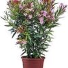 Oleander roze bloemen