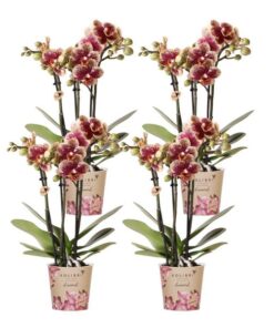 Kolibri Orchids | COMBI DEAL van 4 geel rode phalaenopsis orchideeën – Spain – potmaat Ø9cm | bloeiende kamerplant – vers van de kweker