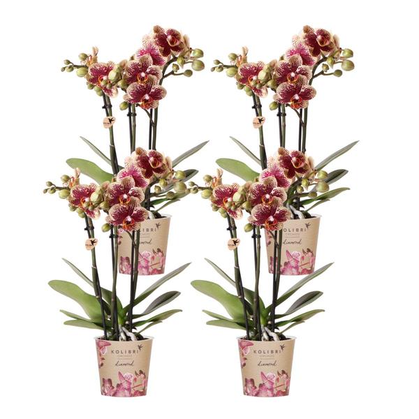 Kolibri Orchids | COMBI DEAL van 4 geel rode phalaenopsis orchideeën – Spain – potmaat Ø9cm | bloeiende kamerplant – vers van de kweker