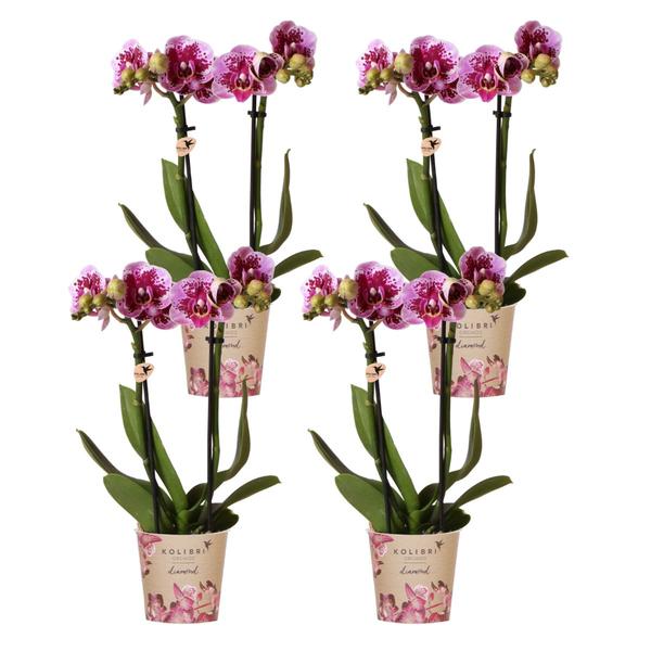 Kolibri Orchids | COMBI DEAL van 4 roze paarse phalaenopsis orchideeën – El Salvador – potmaat Ø9cm | bloeiende kamerplant – vers van de kweker