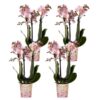 Kolibri Orchids | COMBI DEAL van 4 Roze phalaenopsis orchideeën – Andorra – potmaat Ø9cm | bloeiende kamerplant – vers van de kweker