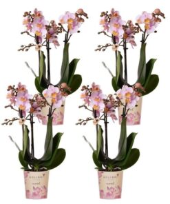 Kolibri Orchids | COMBI DEAL van 4 Roze phalaenopsis orchideeën – Andorra – potmaat Ø9cm | bloeiende kamerplant – vers van de kweker