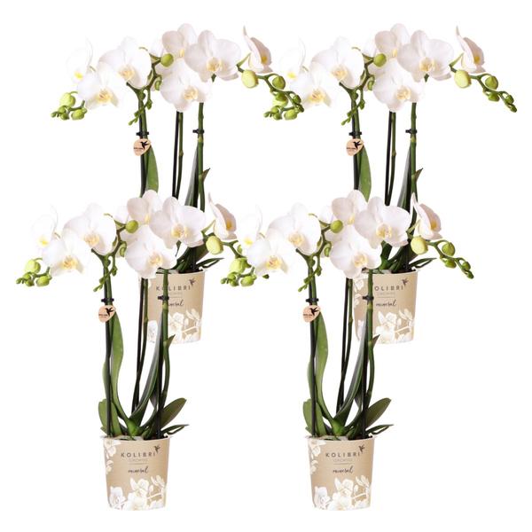 Kolibri Orchids | COMBI DEAL van 4 witte Phalaenopsis orchideeën – Amabilis – potmaat Ø9cm | bloeiende kamerplant – vers van de kweker