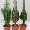 Cactus Desert Mix (Euphorbia) – 3 Stücke – Ø17cm – ↕70cm