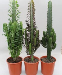 Cactus Desert Mix (Euphorbia) – 3 Stücke – Ø17cm – ↕70cm