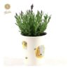 Lavandula St. ‚Anouk’® Collection P12 In Cup Bee – Ø13cm – ↕30cm