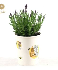 Lavandula St. ‚Anouk’® Collection P12 In Cup Bee – Ø13cm – ↕30cm