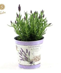 Lavandula St. ‚Anouk’® Collection P12 In Zinc Lavender – Ø14cm – ↕30cm