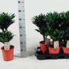 Dracaena Compacta 30-10 55cm – Ø17cm – ↕55cm