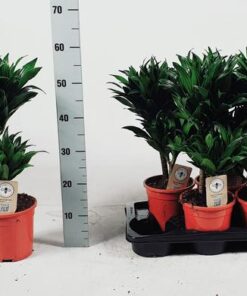 Dracaena Compacta 30-10 55cm – Ø17cm – ↕55cm