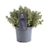 Nepeta Purrsian Blue – Ø19cm – ↕40cm