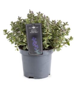 Nepeta Purrsian Blue – Ø19cm – ↕40cm