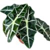 Alocasia Polly – Ø10,5cm – ↕20cm