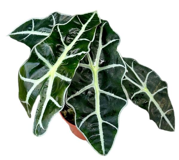 Alocasia Polly – Ø10,5cm – ↕20cm