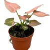 Syngonium Pink Perfection – Ø10,5cm – ↕15cm