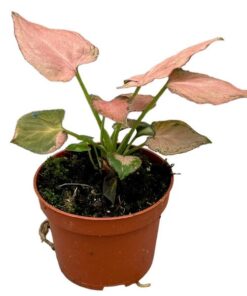 Syngonium Pink Perfection – Ø10,5cm – ↕15cm