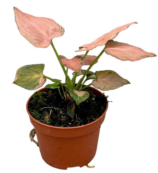 Syngonium Pink Perfection – Ø10,5cm – ↕15cm